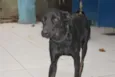 Pitomba