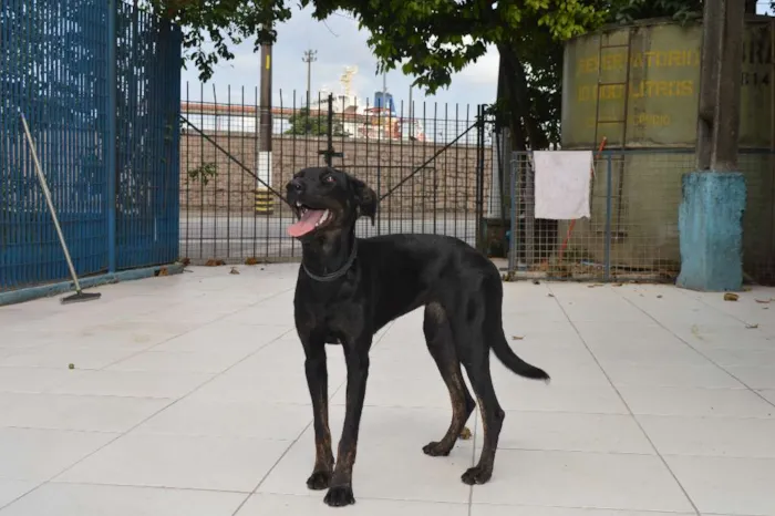 Cachorro ra a SRD idade 1 ano nome Pitomba
