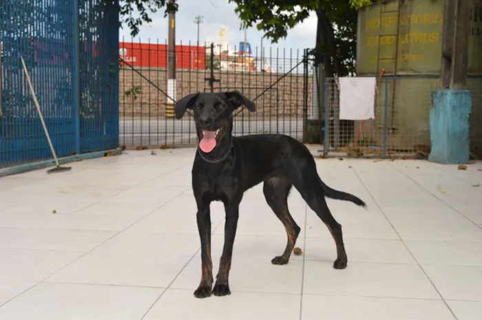 Cachorro ra a SRD idade 1 ano nome Pitomba