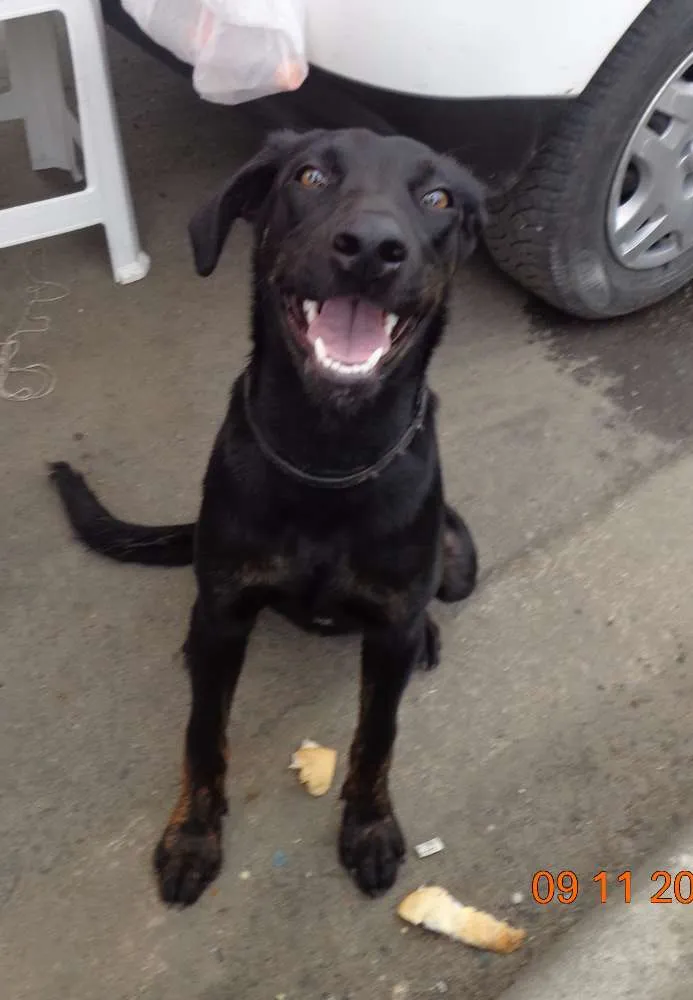 Cachorro ra a SRD idade 1 ano nome Pitomba