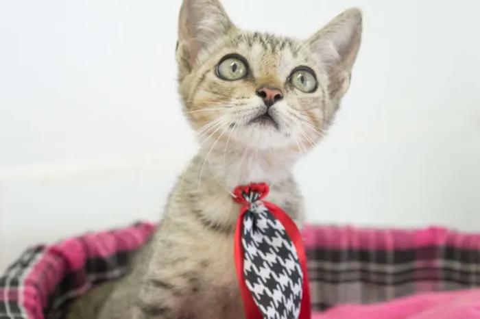 Gato ra a srd idade 2 a 6 meses nome Tigrinho