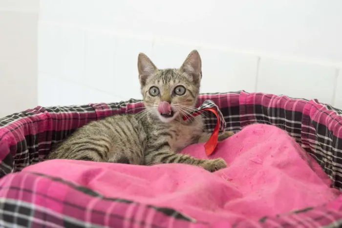 Gato ra a srd idade 2 a 6 meses nome Tigrinho