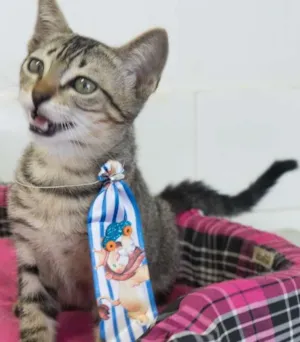 Gato raça SRD idade 2 a 6 meses nome Hermes