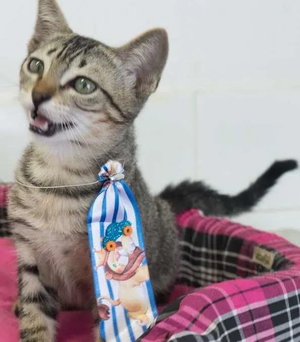 Gato ra a SRD idade 2 a 6 meses nome Hermes