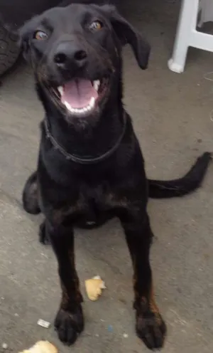 Cachorro raça SRD idade 1 ano nome Pitomba