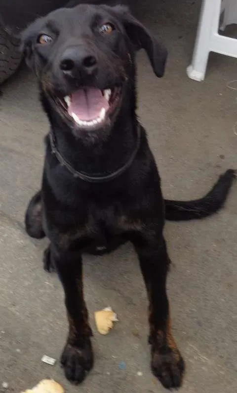 Cachorro ra a SRD idade 1 ano nome Pitomba