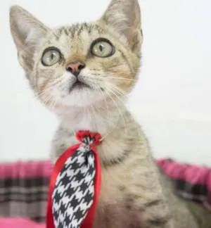 Gato raça srd idade 2 a 6 meses nome Tigrinho