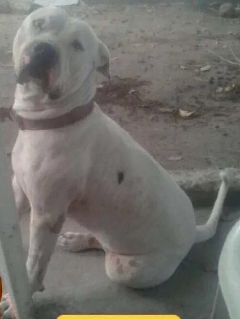 Cachorro ra a pitibu idade 4 anos nome alemão