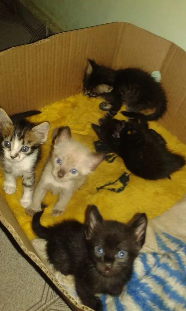 Gato ra a Sem raça definida idade Abaixo de 2 meses nome Filhotes