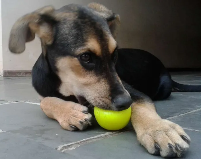 Cachorro ra a Sem raça idade 2 a 6 meses nome Léia