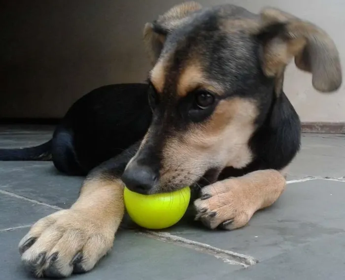 Cachorro ra a Sem raça idade 2 a 6 meses nome Léia