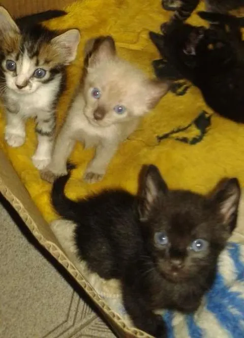 Gato ra a Sem raça definida idade Abaixo de 2 meses nome Filhotes