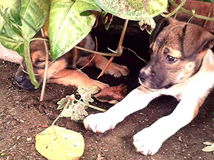 Cachorro ra a  Vira-lata idade 2 a 6 meses nome Sem nome