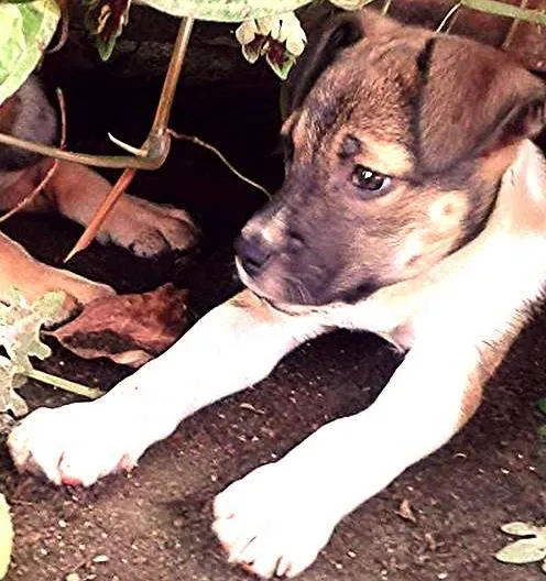 Cachorro ra a  Vira-lata idade 2 a 6 meses nome Sem nome