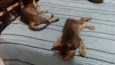 Tico e o Teco