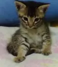 Tico e o Teco