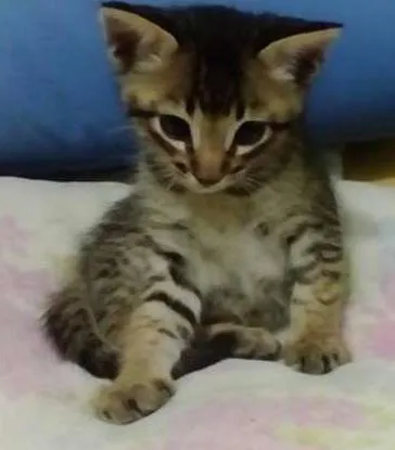 Gato ra a SRD idade 2 a 6 meses nome Tico e o Teco