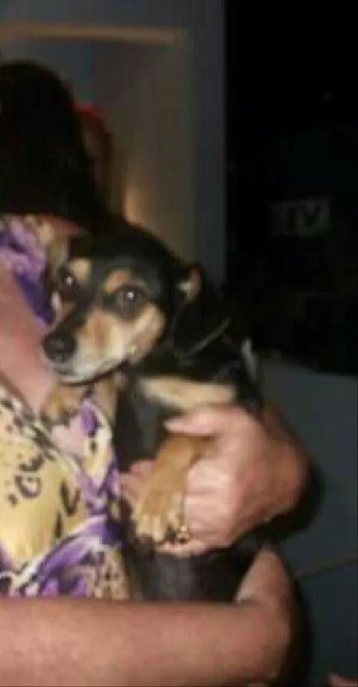 Cachorro ra a Mistura de pinscher com salsinha idade 6 ou mais anos nome Shakira