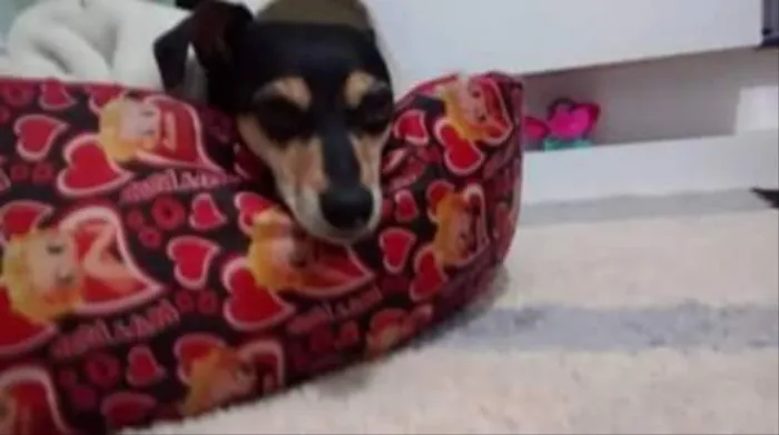 Cachorro ra a Mistura de pinscher com salsinha idade 6 ou mais anos nome Shakira