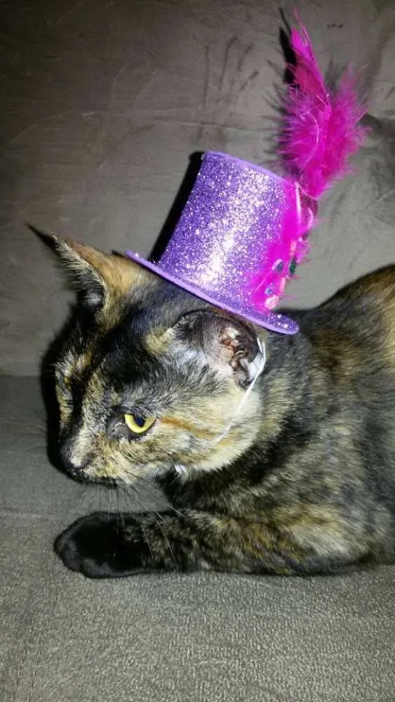 Gato ra a  idade 7 a 11 meses nome Maia/Preta