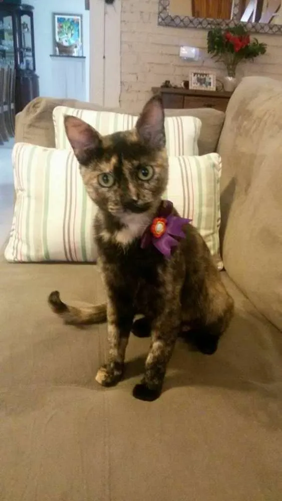 Gato ra a  idade 7 a 11 meses nome Maia/Preta