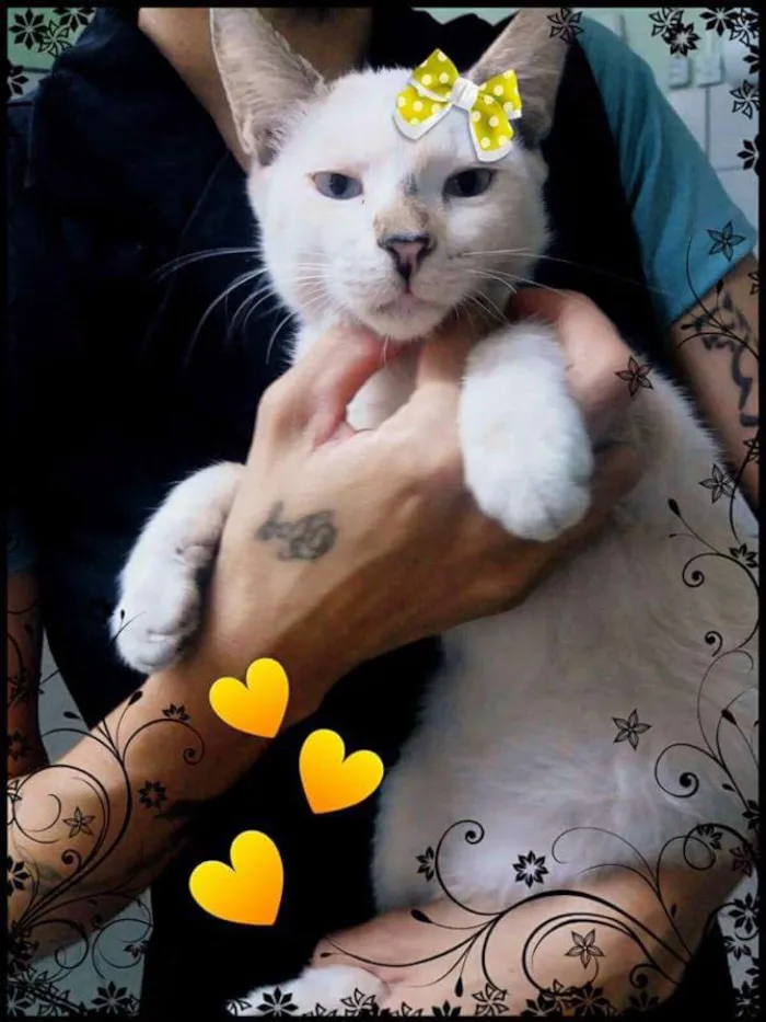 Gato ra a Siamês com vira-lata idade 2 a 6 meses nome Súria