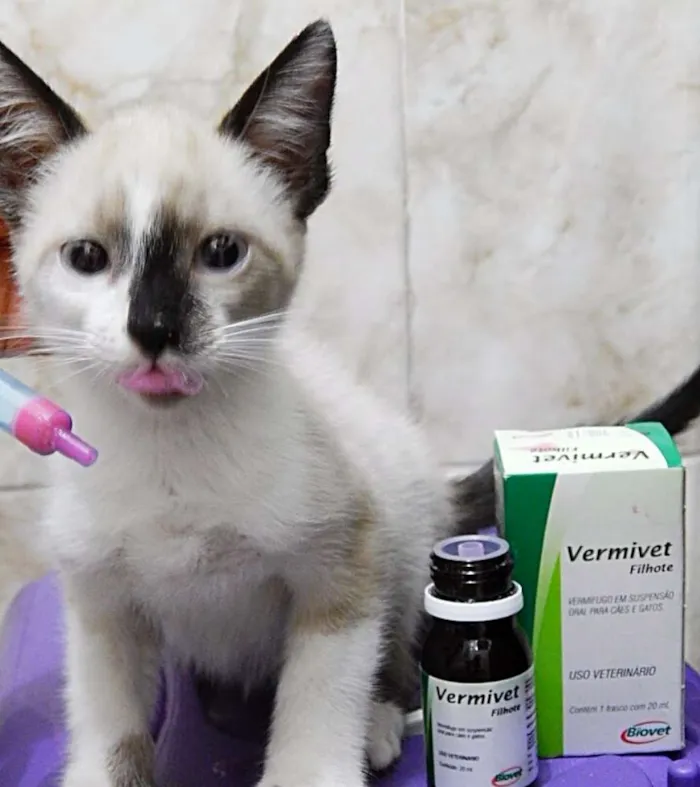 Gato ra a Siamês com vira lata  idade 2 a 6 meses nome Filomena