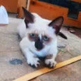 Filomena