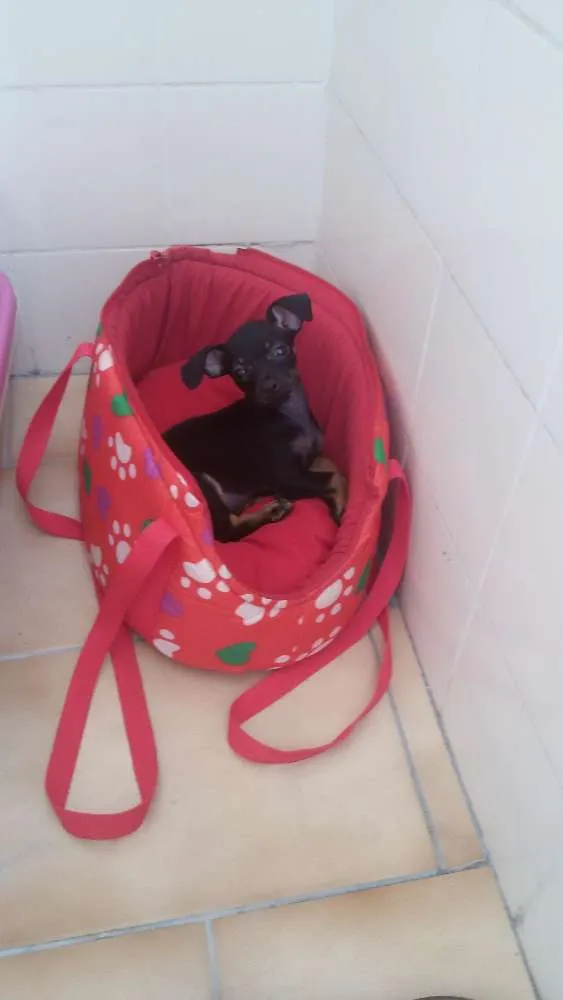 Cachorro ra a Pincher idade 2 a 6 meses nome Ariel 