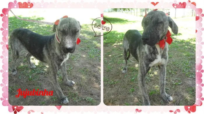 Cachorro ra a SRD idade 7 a 11 meses nome Jujubinha