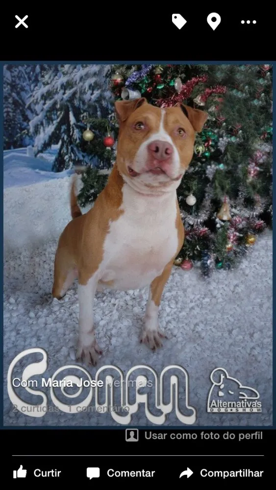 Cachorro ra a Pitbull  idade 6 ou mais anos nome Conan 