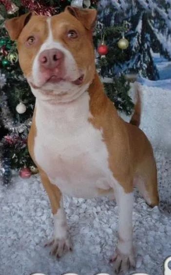 Cachorro ra a Pitbull  idade 6 ou mais anos nome Conan 