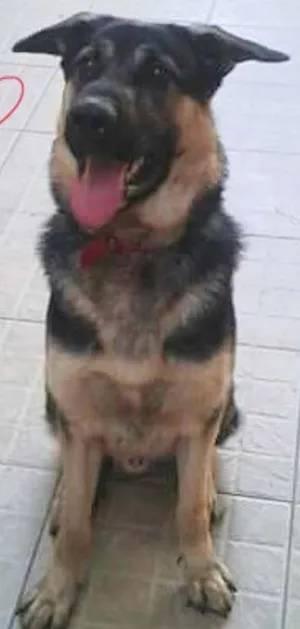 Cachorro raça Pastor Alemão idade 1 ano nome Simba