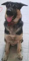 Simba