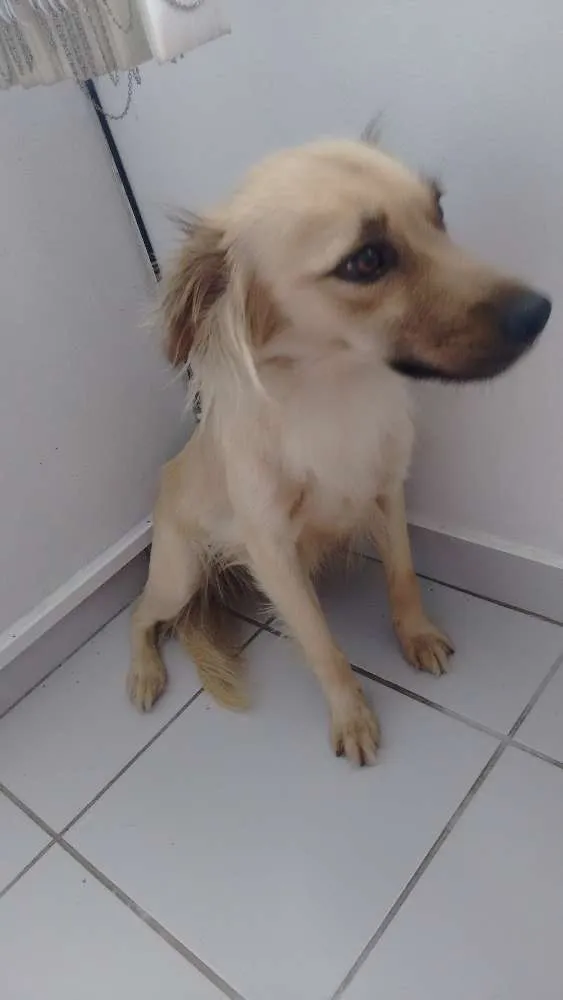 Cachorro ra a Vira-latas idade 3 anos nome Amora 