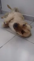 Amora 