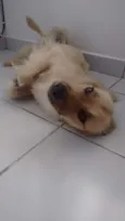 Amora