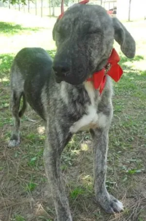 Cachorro raça SRD idade 7 a 11 meses nome Jujubinha