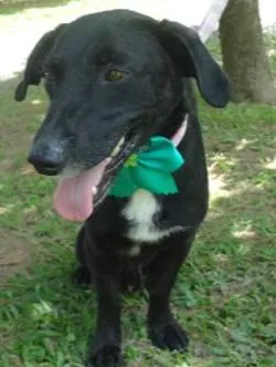 Cachorro ra a SRD idade 2 anos nome Splinter