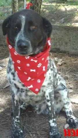 Cachorro ra a SRD idade 2 anos nome Bartolomeu