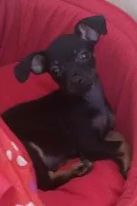 Cachorro ra a Pincher idade 2 a 6 meses nome Ariel 