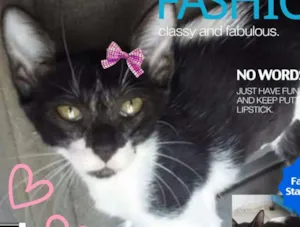 Gato raça SRD idade 2 a 6 meses nome Ameixa