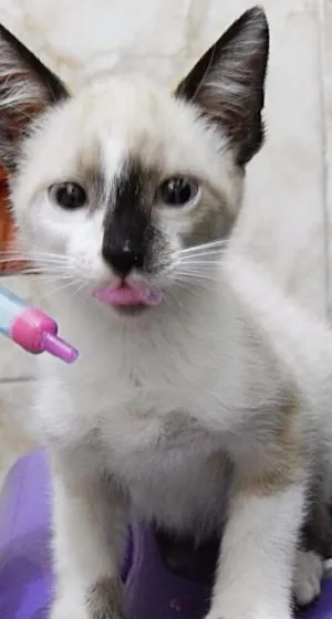 Gato raça Siamês com vira lata  idade 2 a 6 meses nome Filomena