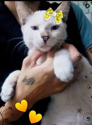 Gato raça Siamês com vira-lata idade 2 a 6 meses nome Súria