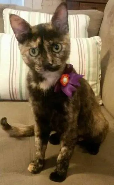 Gato ra a  idade 7 a 11 meses nome Maia/Preta