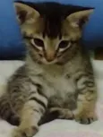 Tico e o Teco