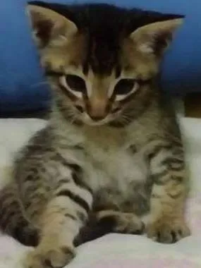 Gato raça SRD idade 2 a 6 meses nome Tico e o Teco