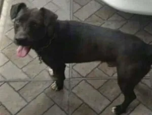 Cachorro raça SRD idade 2 a 6 meses nome sem nome