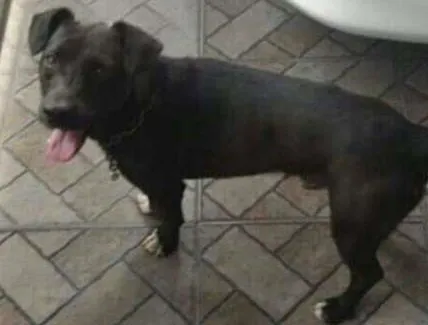Cachorro ra a SRD idade 2 a 6 meses nome sem nome