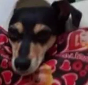 Cachorro raça Mistura de pinscher com salsinha idade 6 ou mais anos nome Shakira